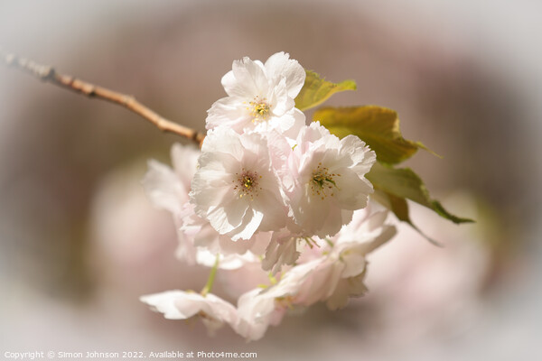 Spring Blossom Picture Board by Simon Johnson