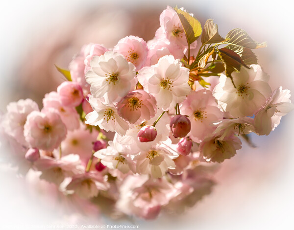 Blossom Picture Board by Simon Johnson
