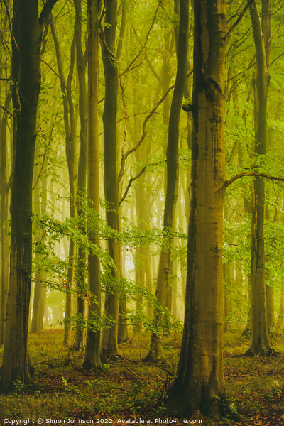 misty woodland Picture Board by Simon Johnson