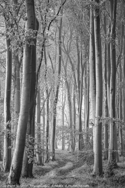 Woodland Monochrome Picture Board by Simon Johnson
