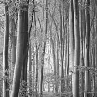 Buy canvas prints of Woodland Monochrome by Simon Johnson