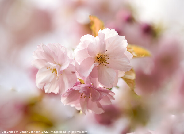 Cherry Blossom Picture Board by Simon Johnson