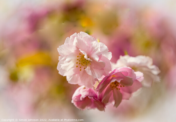 Cherry Blossom Picture Board by Simon Johnson