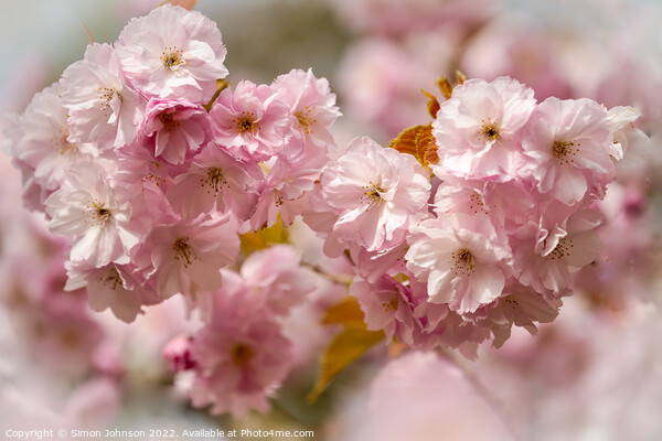 spring Cherry blossom Picture Board by Simon Johnson