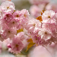 Buy canvas prints of spring Cherry blossom by Simon Johnson