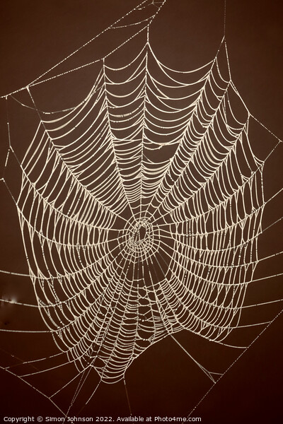 Spiders web Picture Board by Simon Johnson