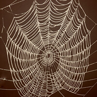 Buy canvas prints of Spiders web by Simon Johnson