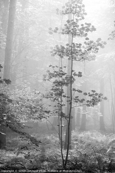 Misty Woodland Picture Board by Simon Johnson