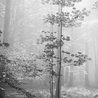 Buy canvas prints of Misty Woodland by Simon Johnson