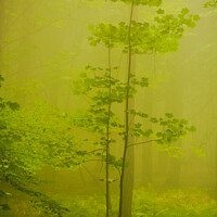 Buy canvas prints of  Mist Woodland by Simon Johnson