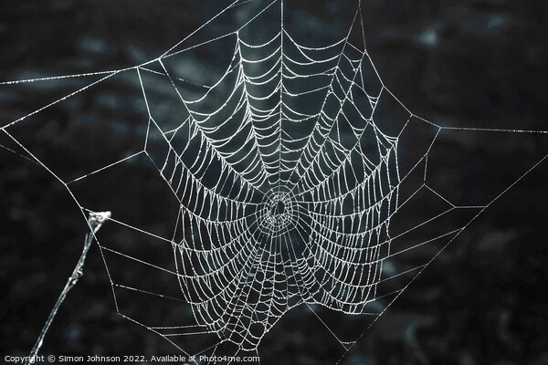 Spiders web  Picture Board by Simon Johnson