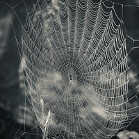 Buy canvas prints of Spider and his construction by Simon Johnson