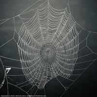 Buy canvas prints of Spiders web  by Simon Johnson