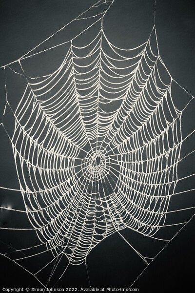 spiders web Picture Board by Simon Johnson