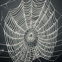 Buy canvas prints of spiders web by Simon Johnson