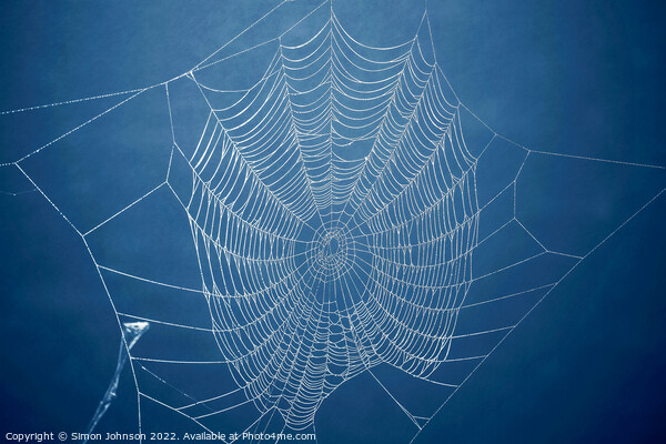 Cobweb  Picture Board by Simon Johnson