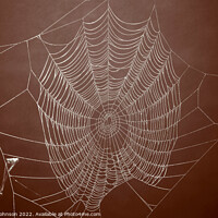 Buy canvas prints of Spiders web by Simon Johnson