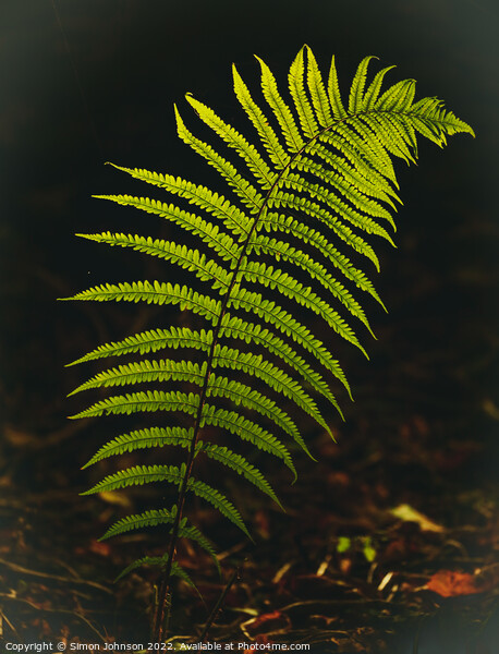 Luminous fern leaf Picture Board by Simon Johnson