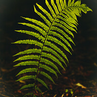 Buy canvas prints of Luminous fern leaf by Simon Johnson