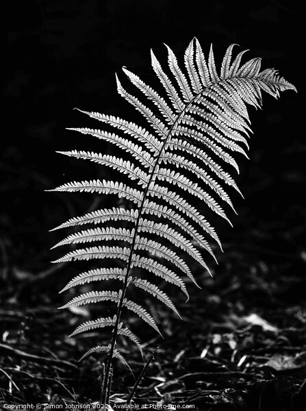 luminous fern leaf  in monochrome  Picture Board by Simon Johnson