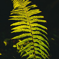 Buy canvas prints of luminous fern by Simon Johnson