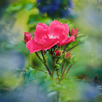Buy canvas prints of Rose flower by Simon Johnson