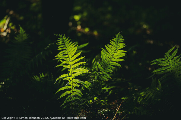 luminous ferns Picture Board by Simon Johnson