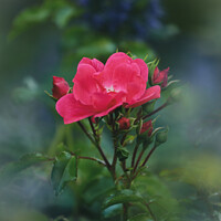 Buy canvas prints of Rose flower by Simon Johnson