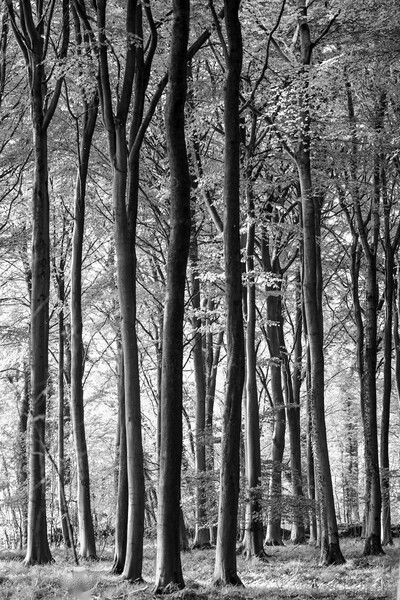 woodland in monochrome  Picture Board by Simon Johnson