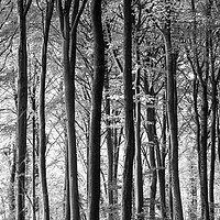 Buy canvas prints of woodland in monochrome  by Simon Johnson