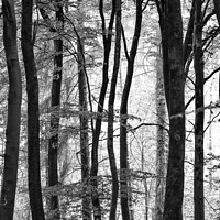 Buy canvas prints of woodland by Simon Johnson