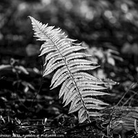 Buy canvas prints of Plant leaves by Simon Johnson