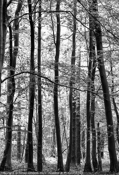 forest monochrome Picture Board by Simon Johnson