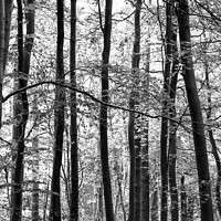 Buy canvas prints of forest monochrome by Simon Johnson