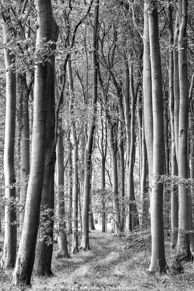 woodland scene in monochrome  Picture Board by Simon Johnson