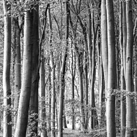Buy canvas prints of woodland scene in monochrome  by Simon Johnson