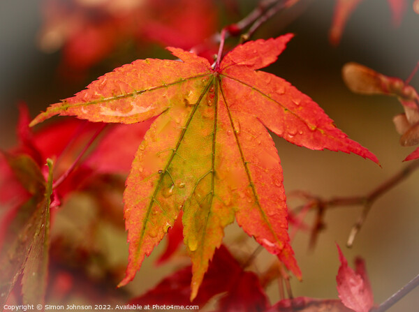 Autumnal acerleaf Picture Board by Simon Johnson