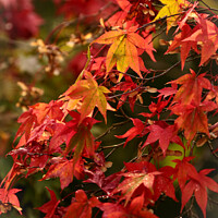 Buy canvas prints of Autumnal  leaves by Simon Johnson