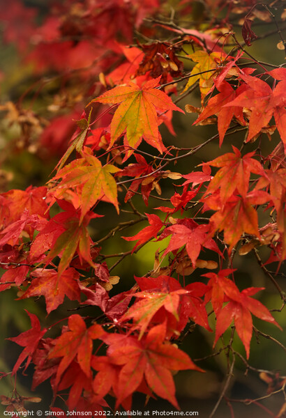 Autumnal  Acer leaves Picture Board by Simon Johnson