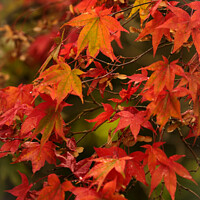 Buy canvas prints of Autumnal  Acer leaves by Simon Johnson