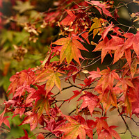 Buy canvas prints of Autumnal leaves by Simon Johnson