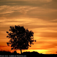 Buy canvas prints of tree silhouette and sunrise  by Simon Johnson