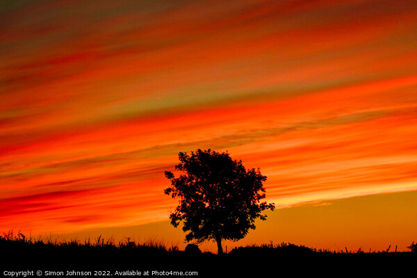 Tree silhouette at sunrise Picture Board by Simon Johnson