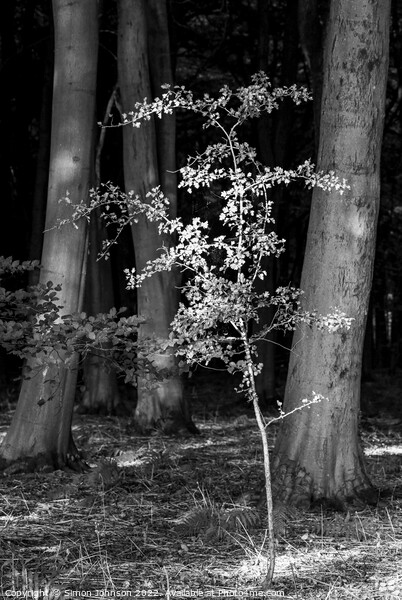 sunlit Oak sppaling  Picture Board by Simon Johnson