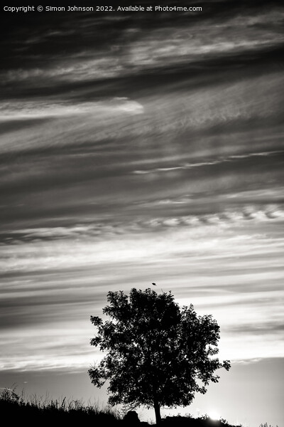 Tree silhouette and cloudscape Picture Board by Simon Johnson