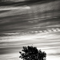 Buy canvas prints of Tree silhouette and cloudscape by Simon Johnson