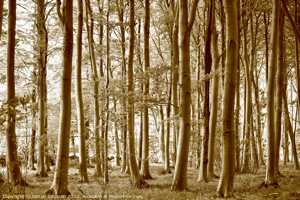 woodland Sepia Picture Board by Simon Johnson
