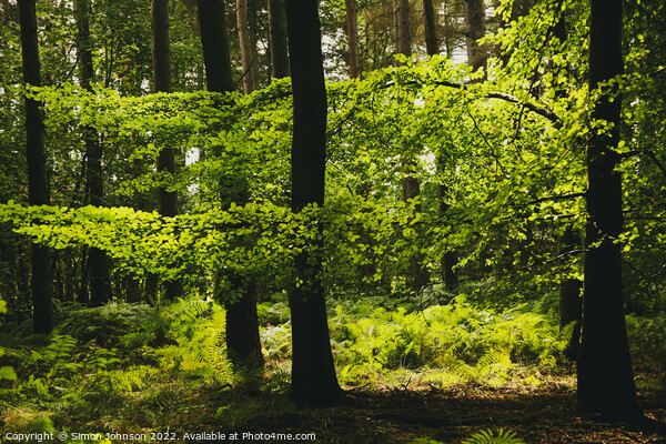 sunlit woodland Picture Board by Simon Johnson