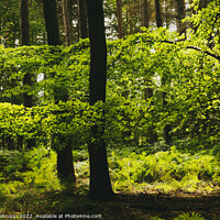 Buy canvas prints of sunlit woodland by Simon Johnson