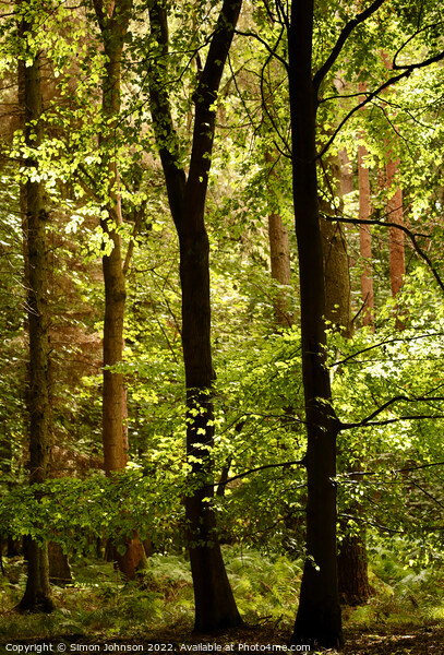Dappled forest light Picture Board by Simon Johnson